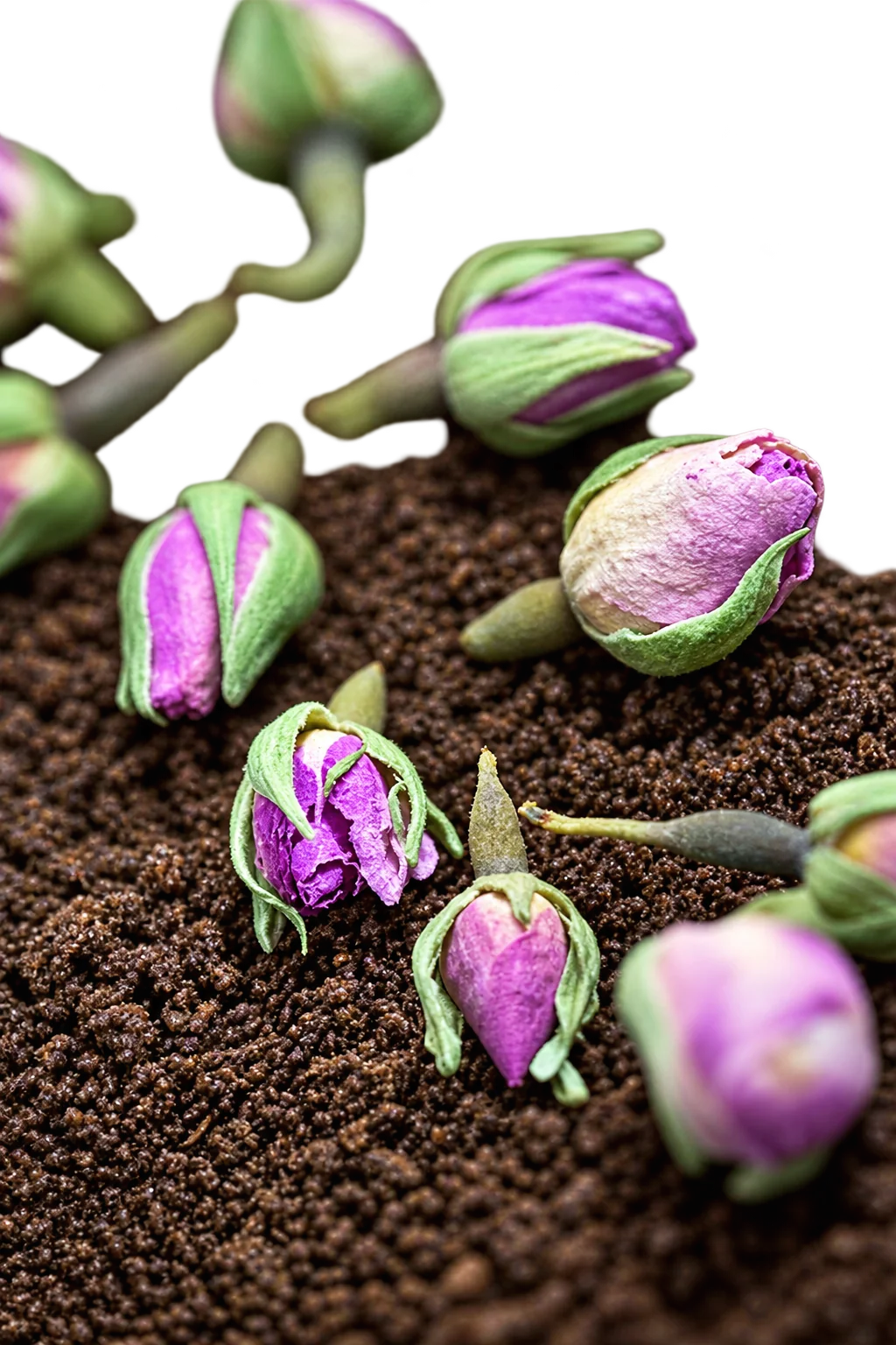 Gros plan sur des boutons de roses séchés aux pétales violets et aux sépales verts, posés sur une serviette éponge marron foncé.