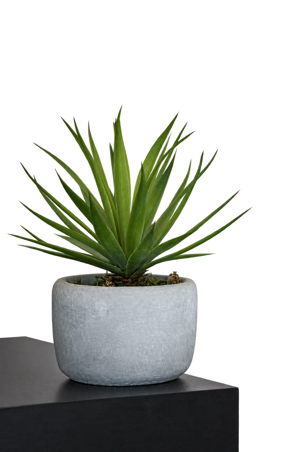 Une plante verte aux feuilles pointues, plantée dans un pot en béton gris clair, posée sur le coin d'un meuble noir devant un mur blanc.